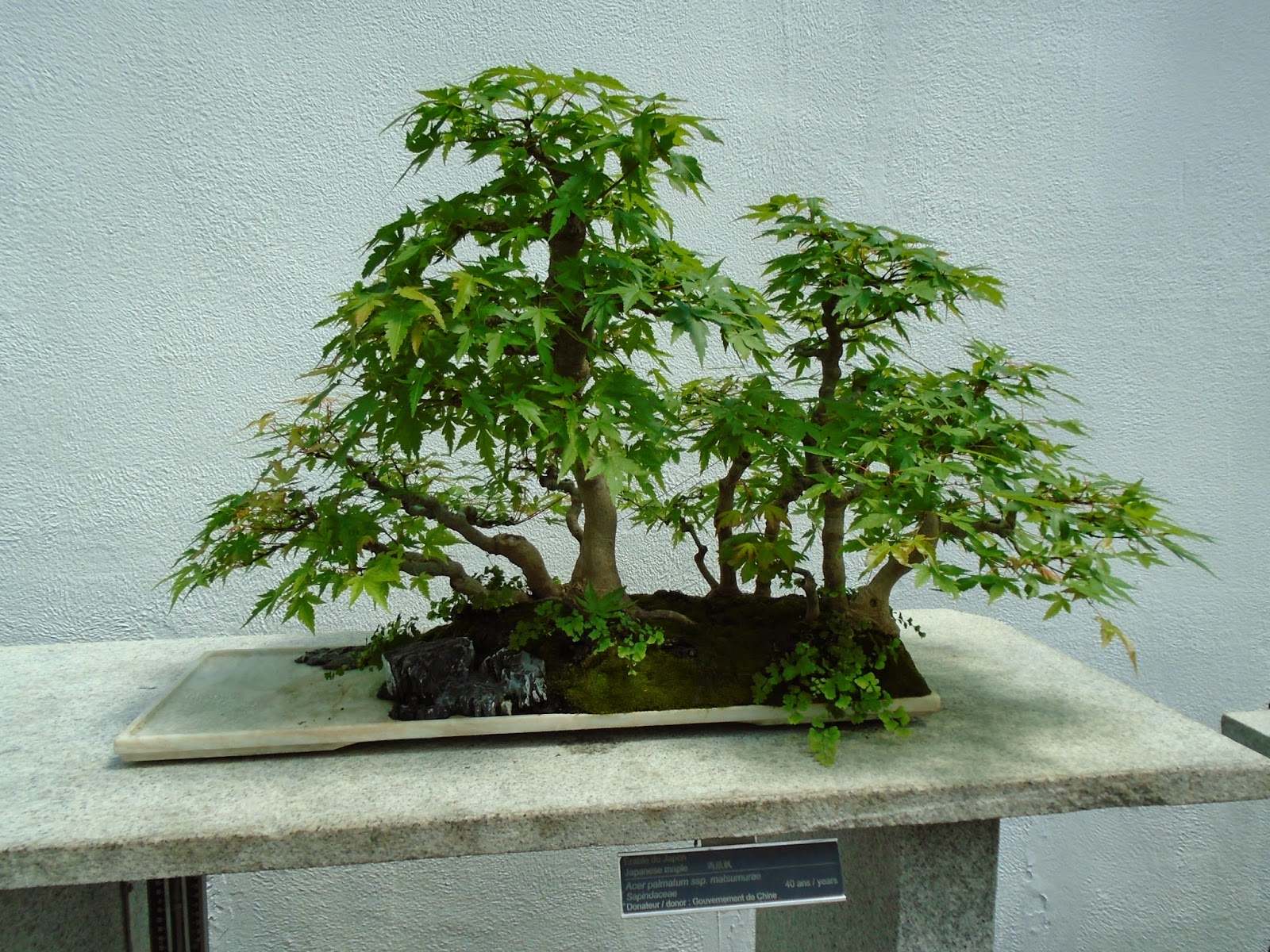 Coffee With Bob...conversation about this, that and the other Japanese