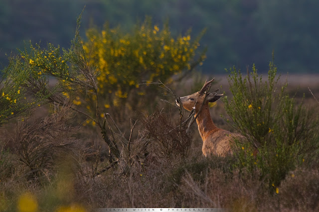 Reebok laat geurspoor achter om territorium af te bakenen - Roe Deer buck leaves scent to mark its territory