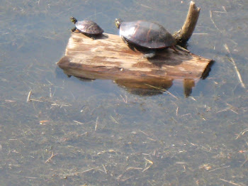 Turtles enjoying the day