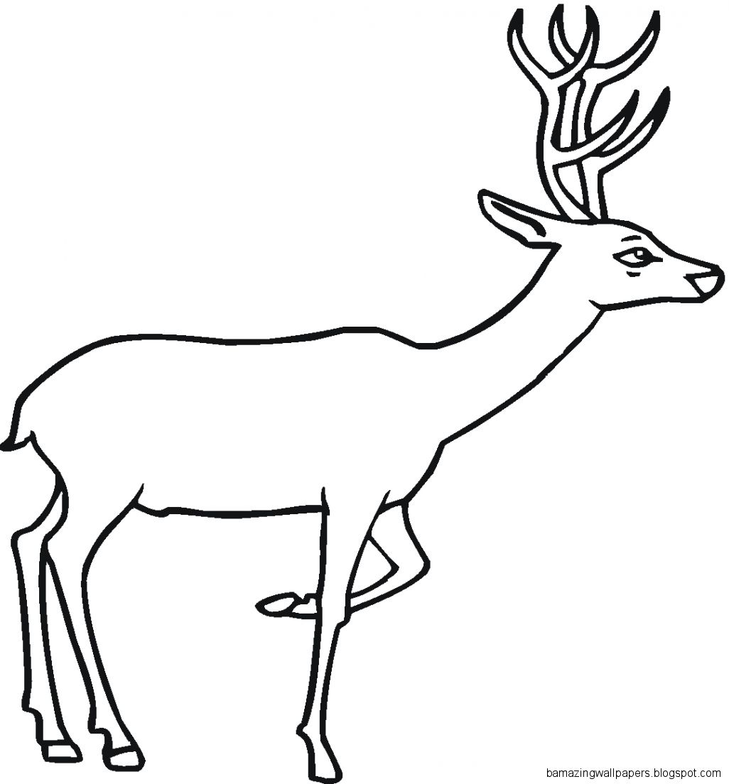 Free Printable Deer Coloring Pages For Kids ClipArt Best Free Printable Deer Coloring Pages For Kids ClipArt Best