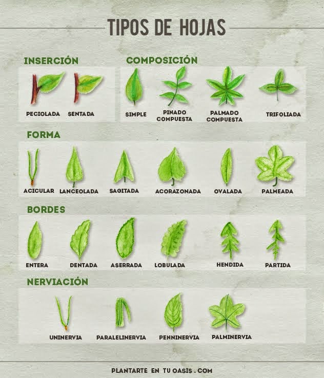 Tipos de hojas