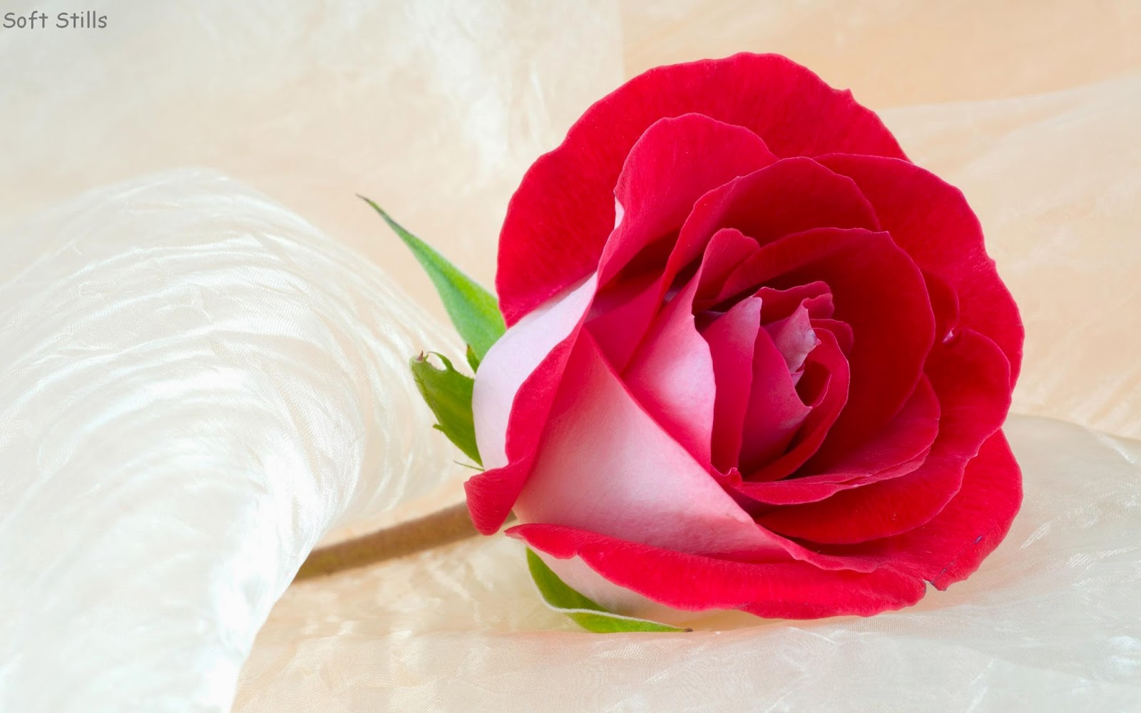 20 Most Beautiful Rose Flower In The World Wallpapers Soft Stills