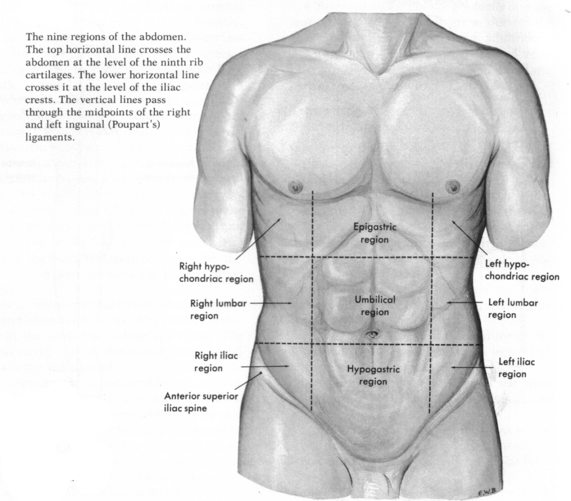 9 regions of abdomen Medical definition of abdominal region: any of the nine areas into which the abdomen is divided by four imaginary planes of which two are vertical passing through. 9 regions of abdomen Medical definition of abdominal region: any of the nine areas into which the abdomen is divided by four imaginary planes of which two are vertical passing through.