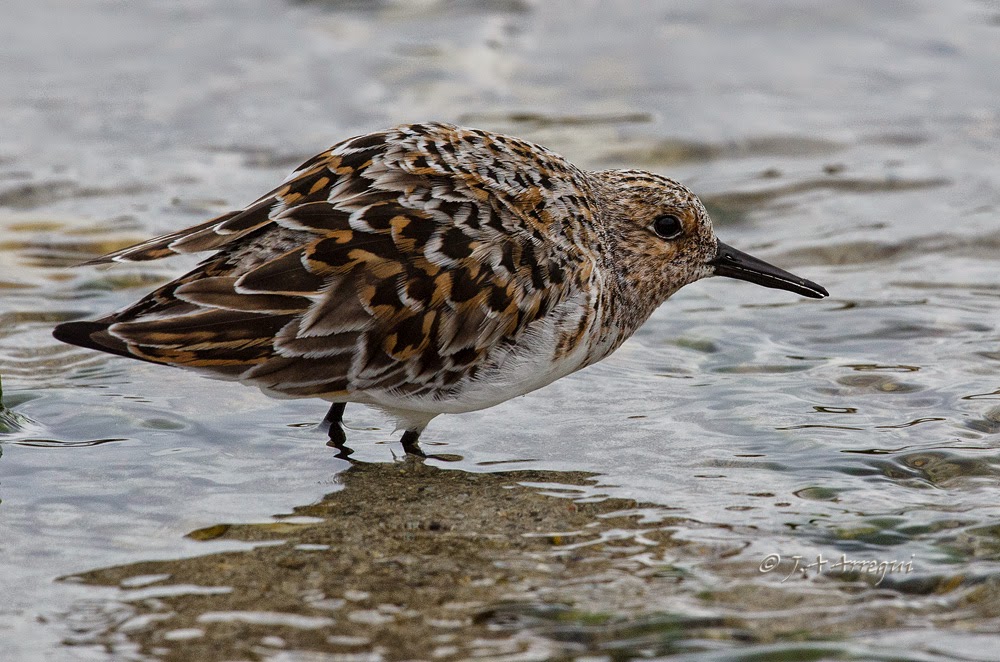 Correlimos tridactilo, Calidris alba, Sanderling Correlimos tridactilo, Calidris alba, Sanderling