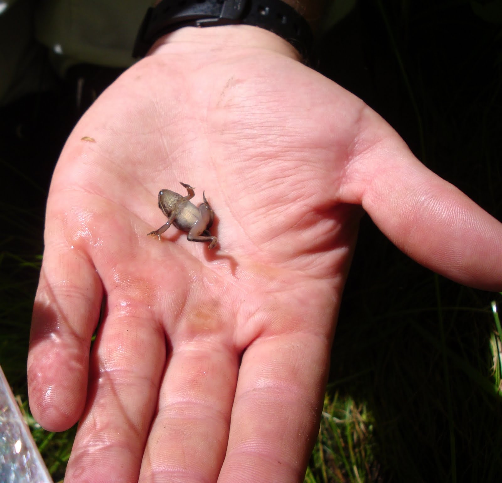 Duluth Frog Blog Wood Froglets