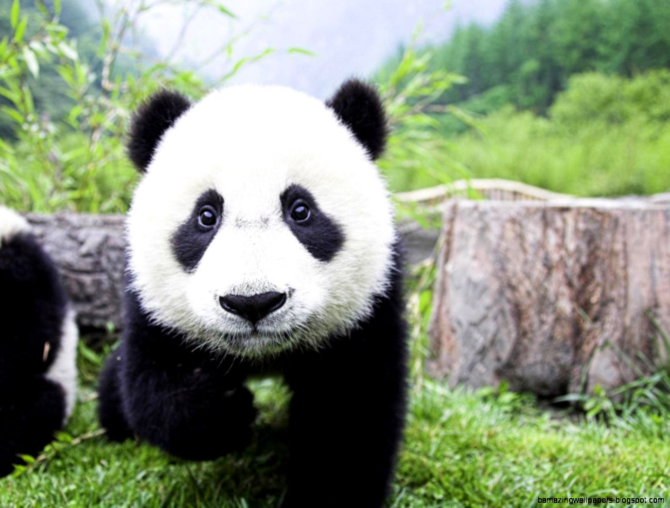 FunMozar – Baby Panda FunMozar – Baby Panda
