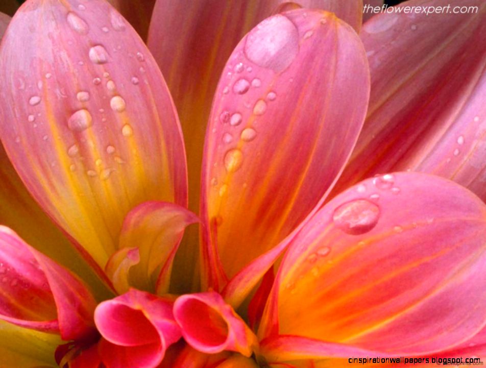 Exclusive Wallpapers On Beautiful Flowers The Flower Expert Exclusive Wallpapers On Beautiful Flowers The Flower Expert