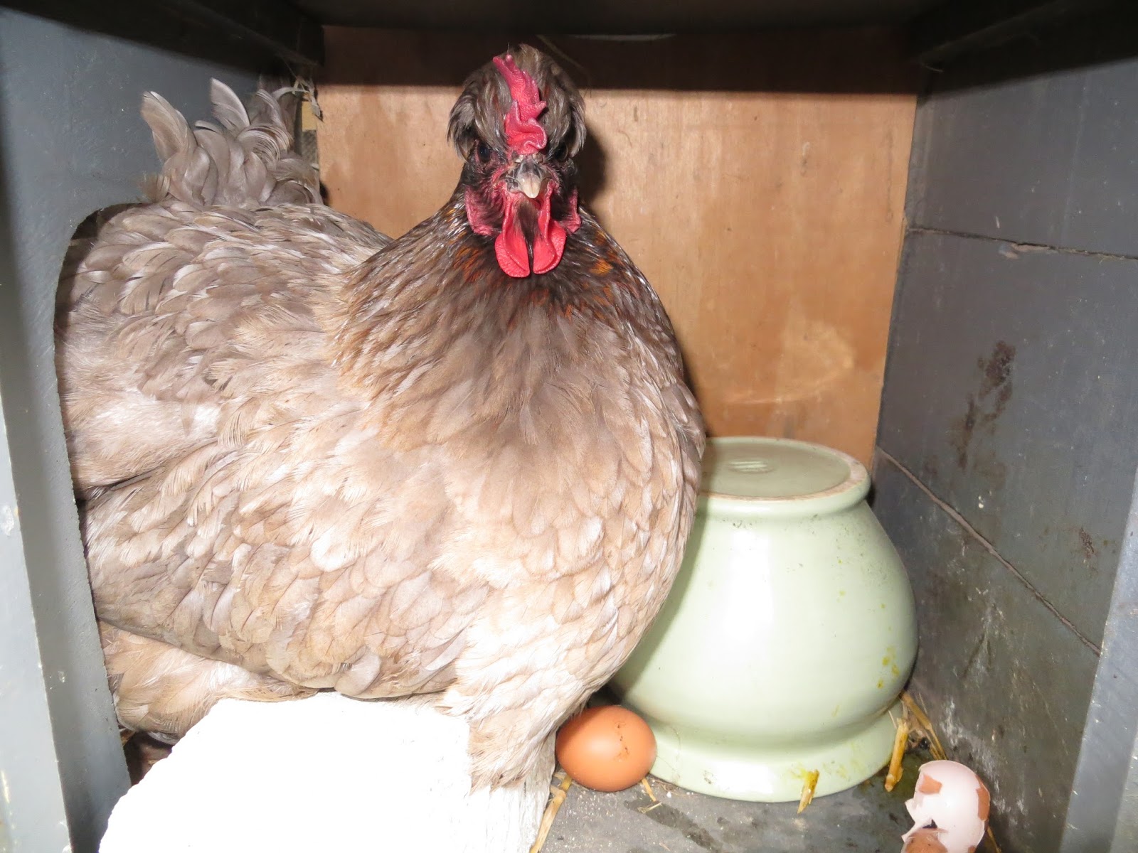 Keeping Chickens NZ How to deal with a broody hen