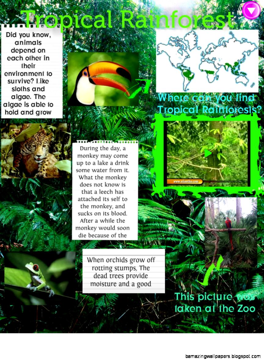 Tropical Rainforest Publish with Glogster Tropical Rainforest Publish with Glogster