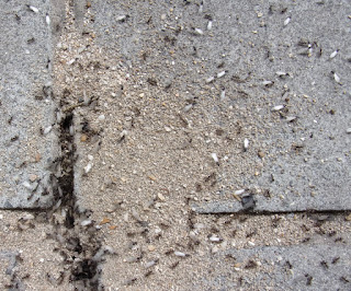 flying ant day colony swarming from hole in pavement