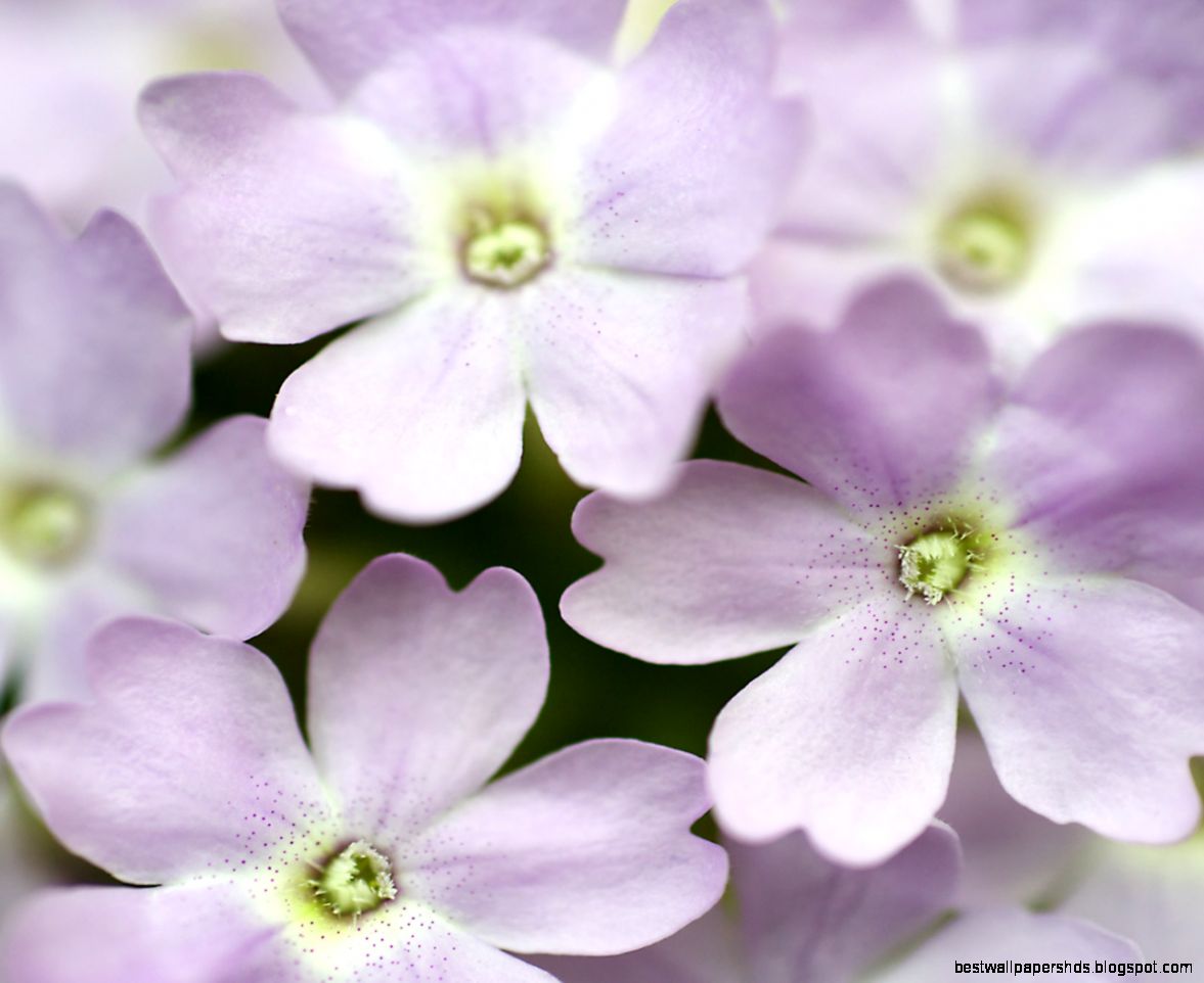 Lilac Flower Purple amp White Lilac Flowers Lilac Flower Purple amp White Lilac Flowers