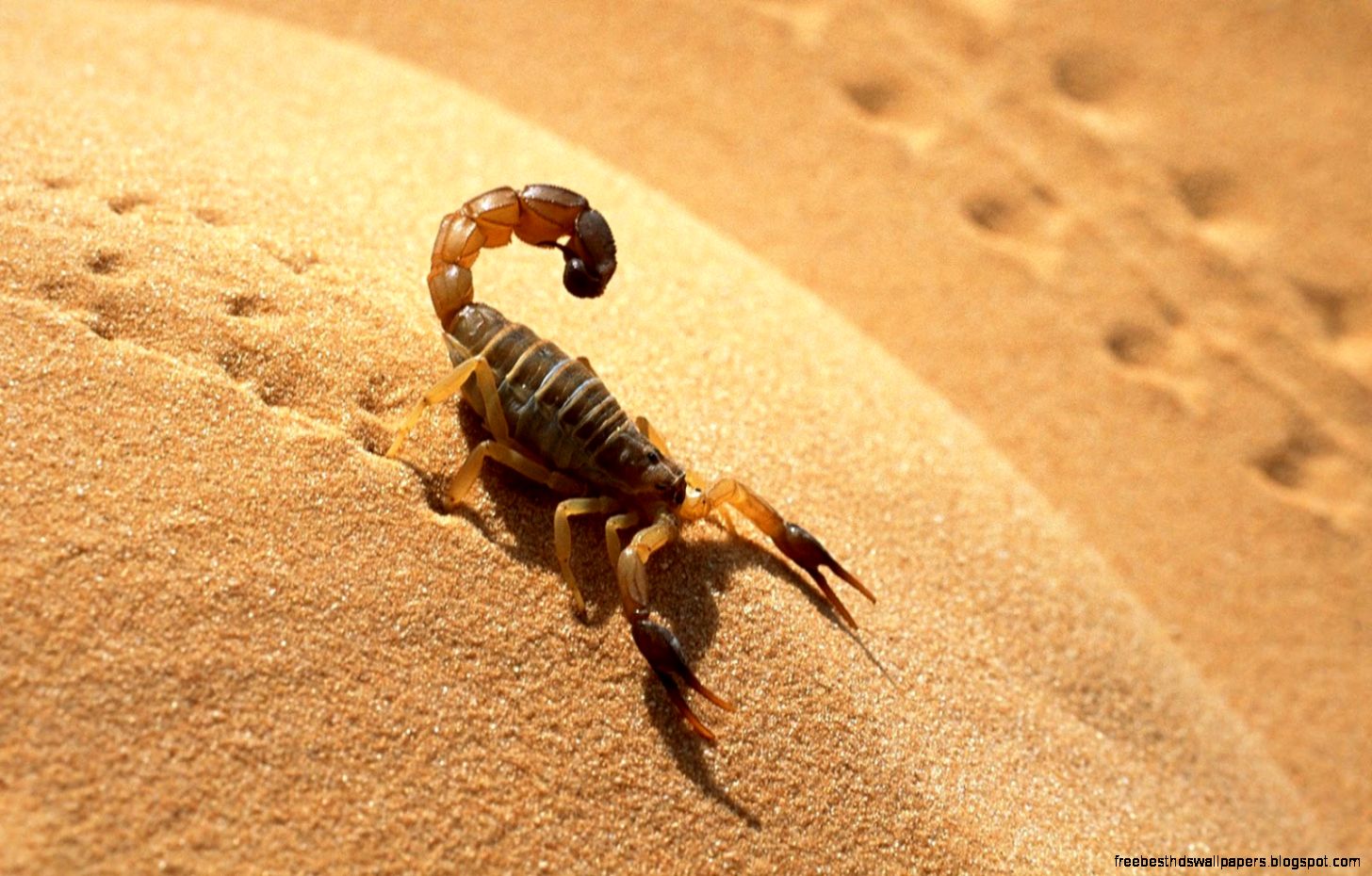 Desert Animals Scorpion Desert Animals Scorpion