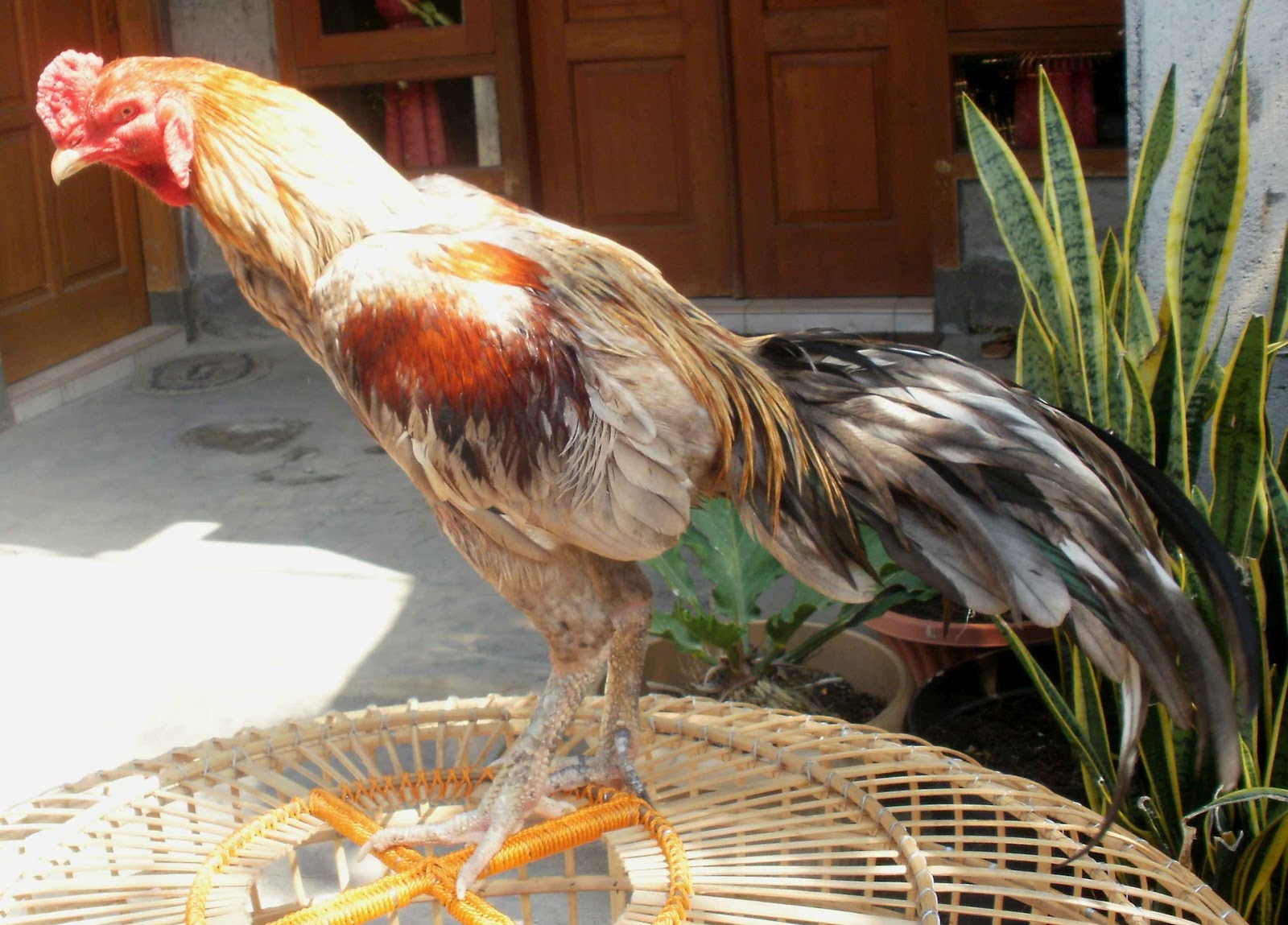 Ternak Ayam Bangkok Berkwalitas ( Dari Pacekan F1 ): Ayam Bangkok Klawu