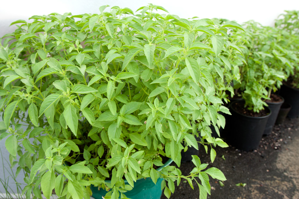 Sweet Basil & Lemon Basil Adventures in Gardening Pohnpei, Micronesia