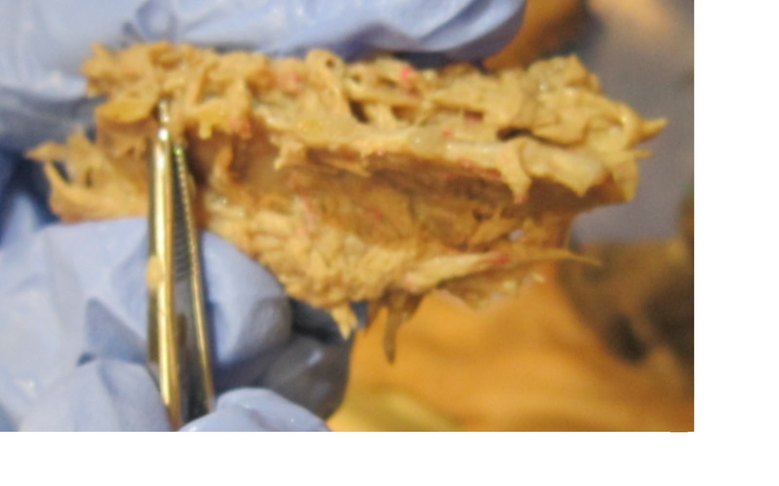 Pig Spine