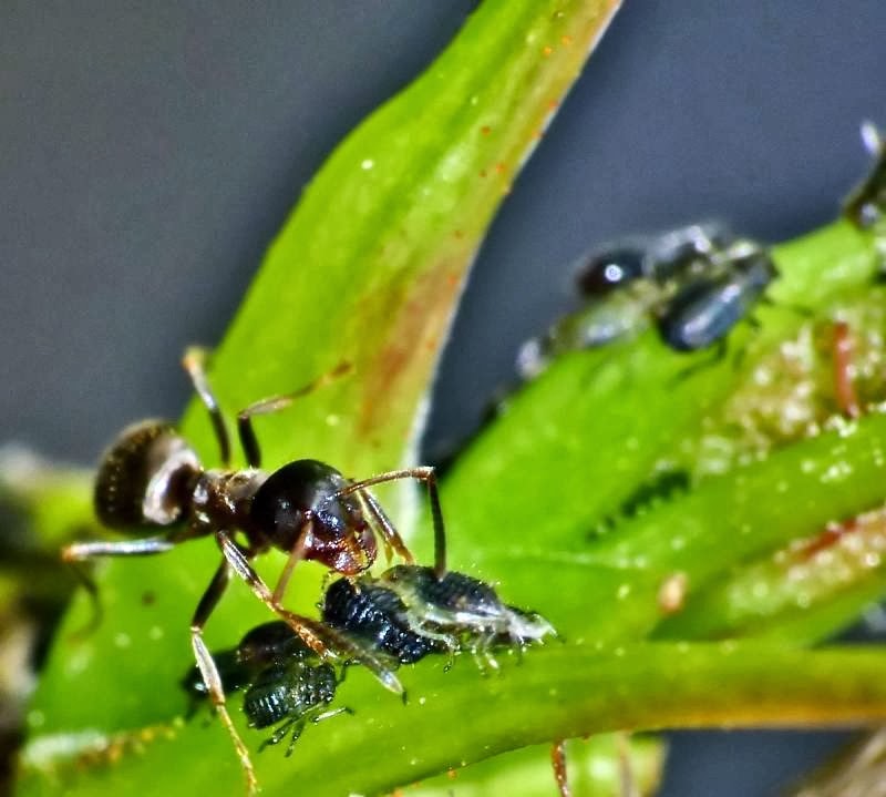 How To Handle Cannabis Predators and Pests The 420 Shack