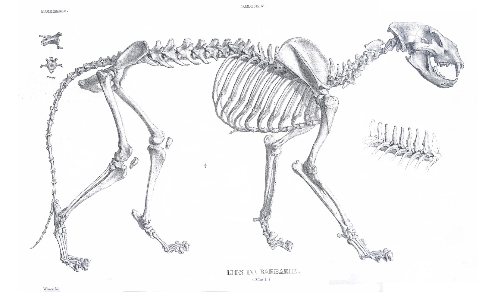 Anatomy Lion