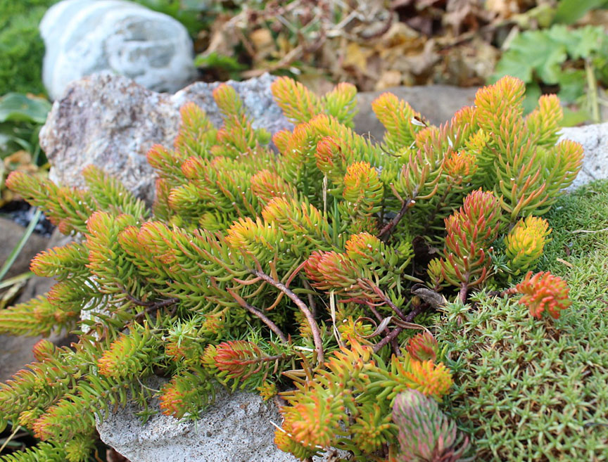 Bloomingwriter Gardening in Nova Scotia Top Ten Easy Perennials