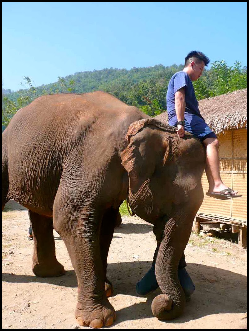 Chiang Mai Elephant Training Camp