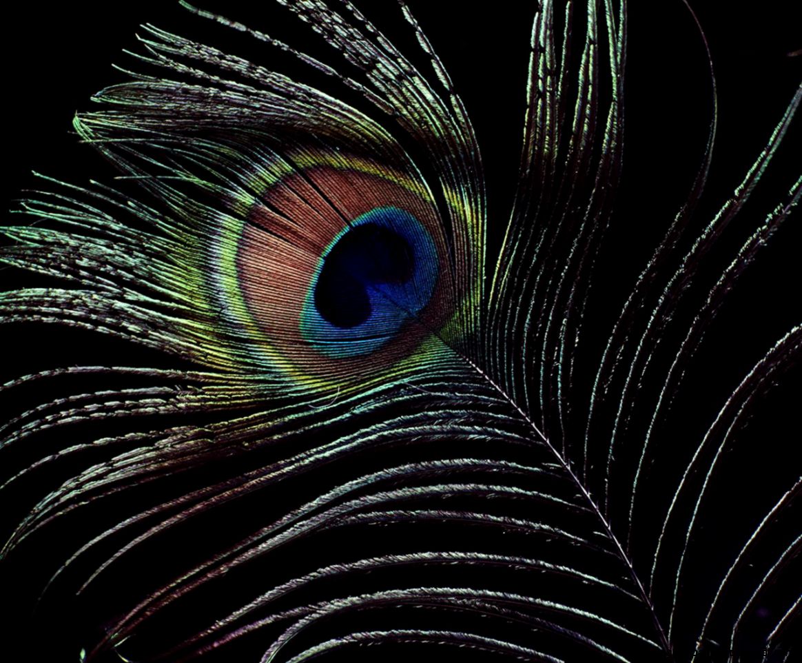Peacock Feather Desktop Wallpaper Peacock Feather Images Cool Peacock Feather Desktop Wallpaper Peacock Feather Images Cool
