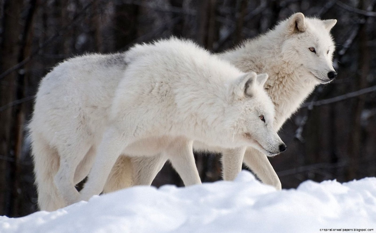 Arctic Wolf Arctic Wolf