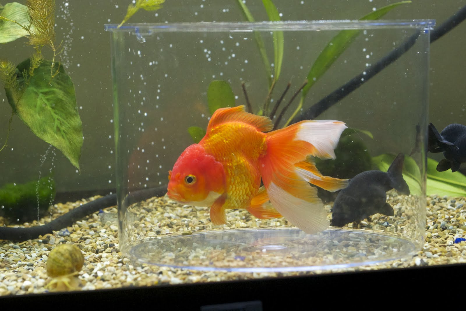 Goldfish Care Project Goldfish Bowl