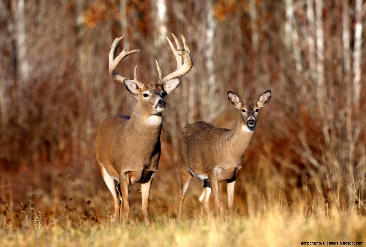 Big Buck Whitetail Deer Backgrounds Big Buck Whitetail Deer Backgrounds