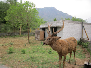 Sambar deer with fawn