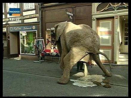Funny Looking Elephant