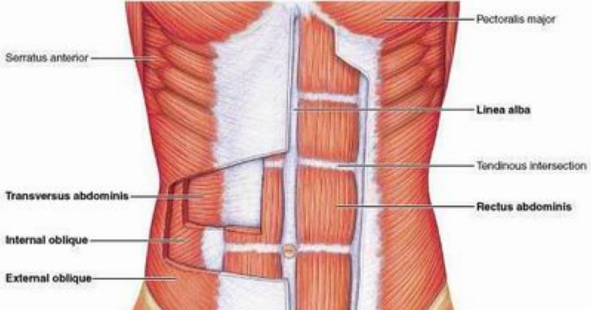 Six packs: Obliques Not Ribs