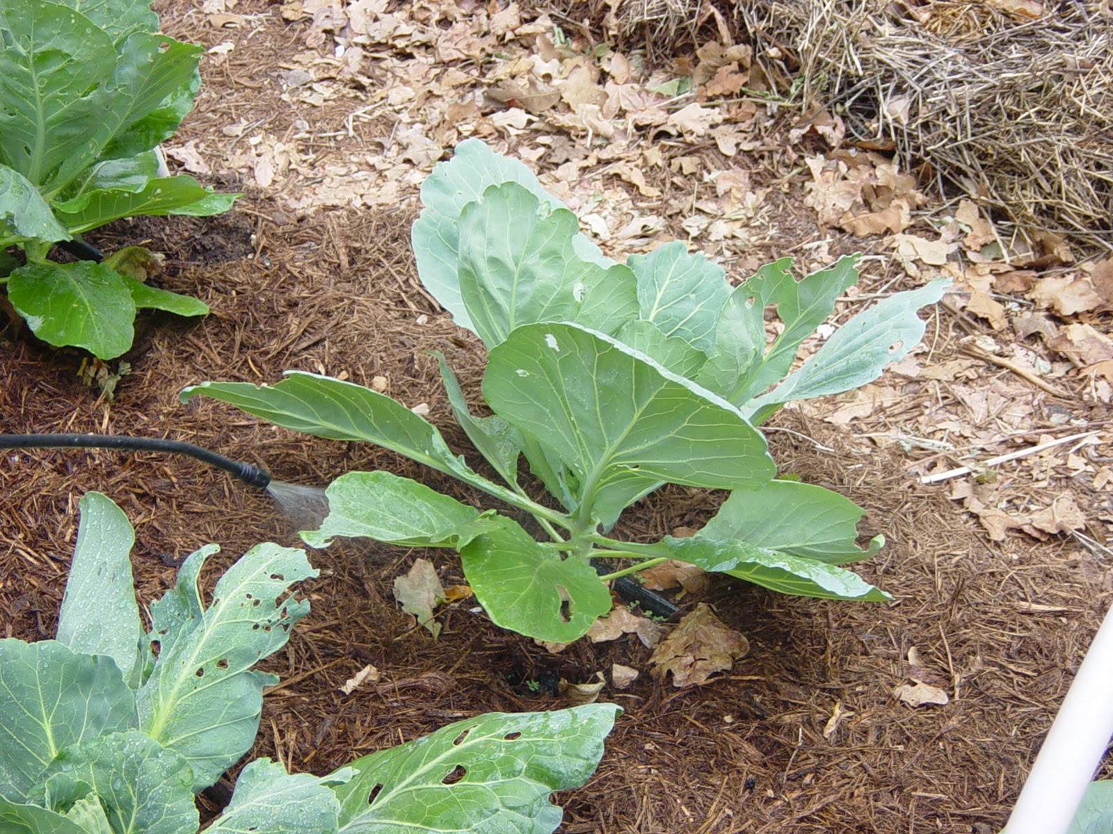 Garden Ally How to Treat Cabbage Worms