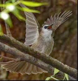 Tips Mudah Membedakan Trucuk Jantan Dan Betina