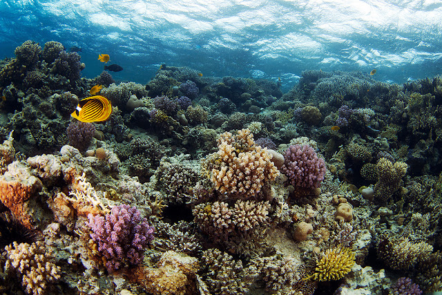 كائنات بحرية من الاعماق  .. Breathtaking+Undersea+030