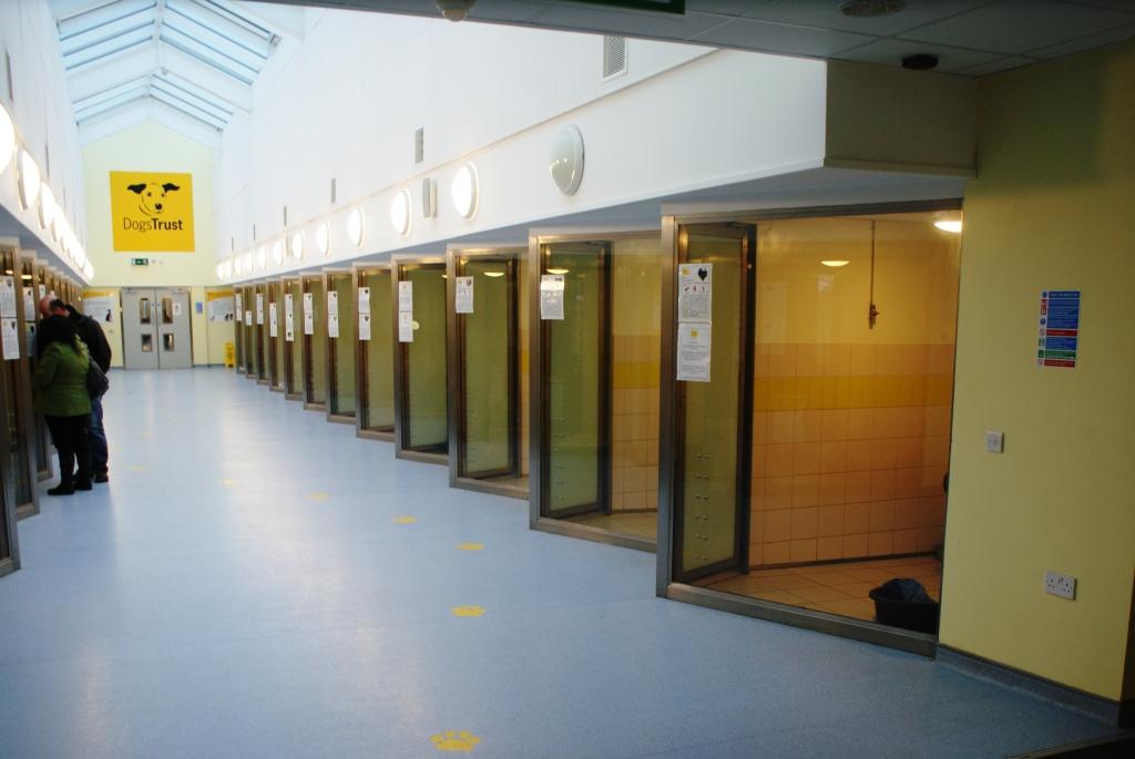 Dogs Trust Ireland A Tour of Dogs Trust Dublin's Rehoming Centre