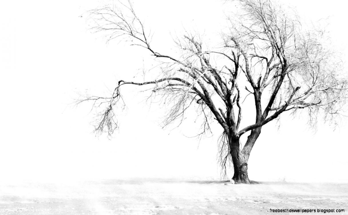 Dry Tree HD desktop wallpaper High Definition Fullscreen Mobile Dry Tree HD desktop wallpaper High Definition Fullscreen Mobile