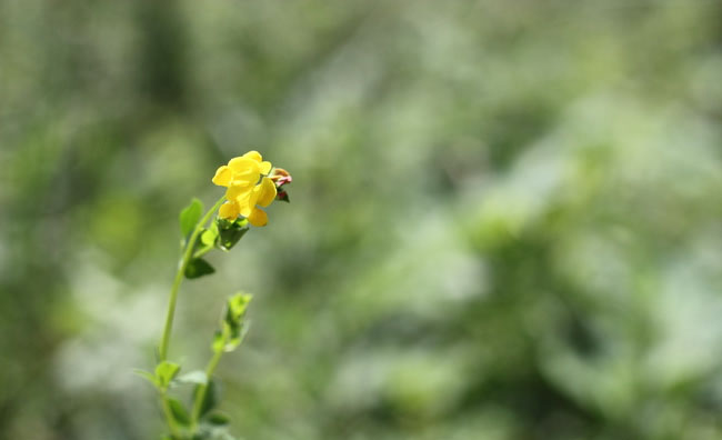 Birds-Foot Trefoil Flowers Birds-Foot Trefoil Flowers