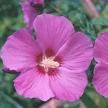 Les 33 Meilleures Images De Flowers Paradis Fleurs Cosmos Fond