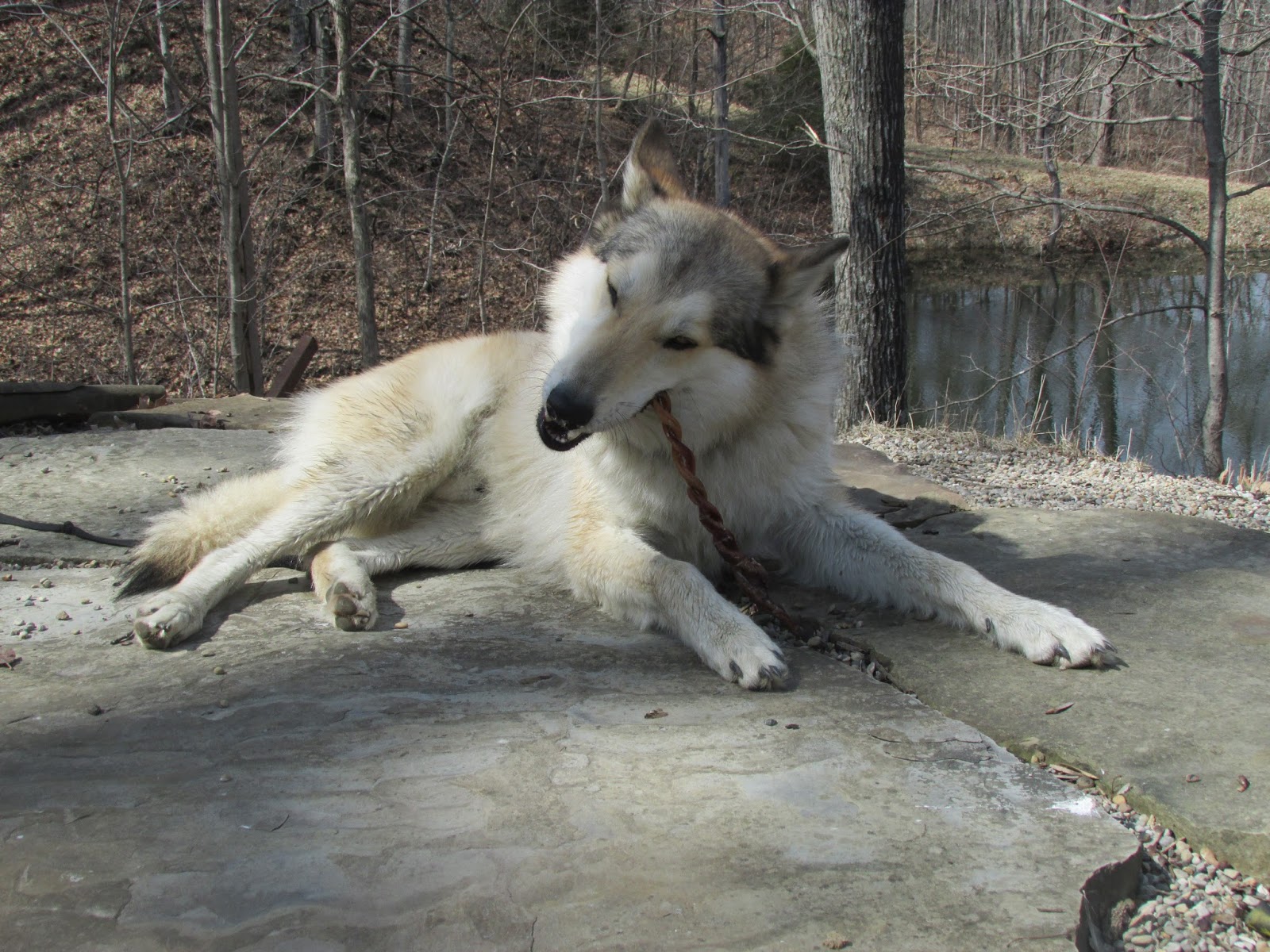 wolfdog chewing