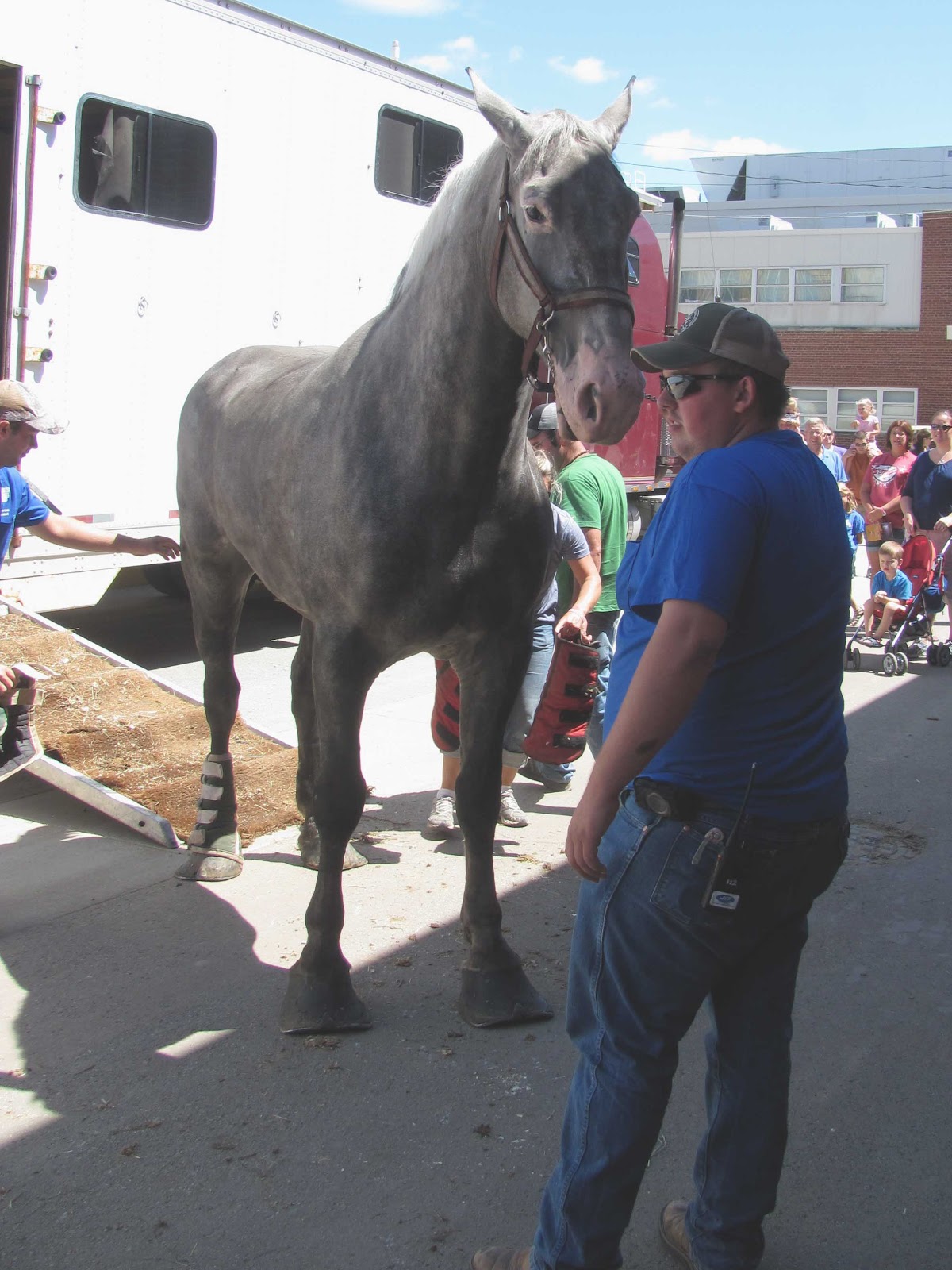 Speedway Daily Photo Horses With Jobs