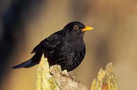 Male thrush bird |Funny Animal