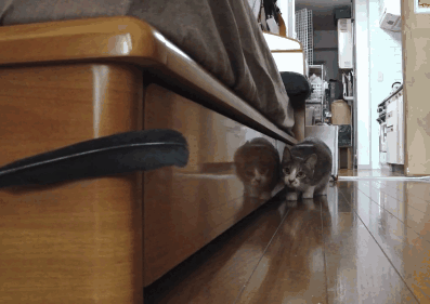 cat-gifs-079-005.gif