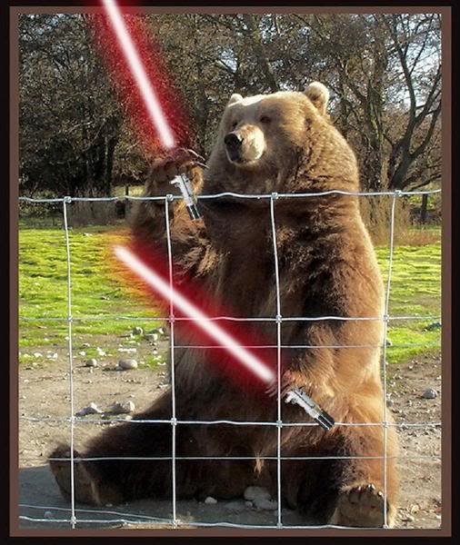 Black Belt's Quest for Honor Wing Chun Bear Star Wars Edition