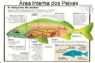 Foto das areas e membros internos dos peixes