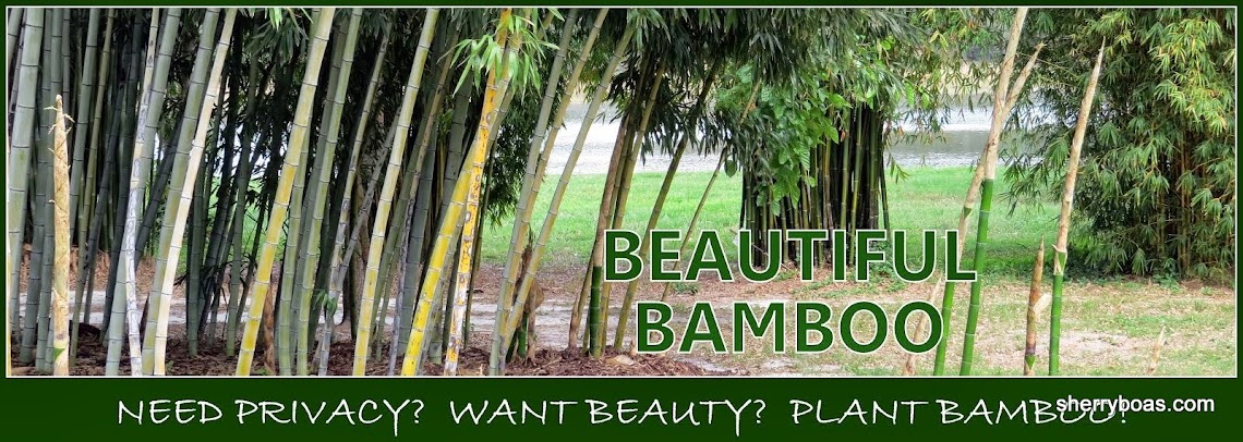 Beautiful Bamboo