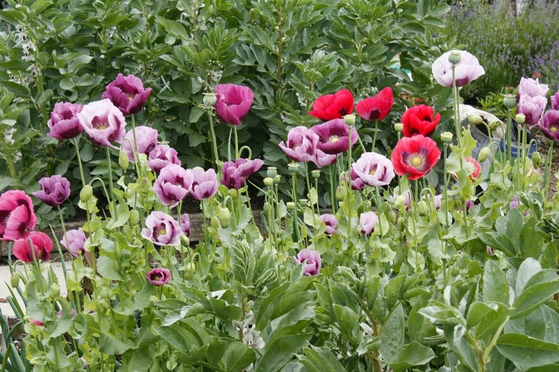 Opium+poppies-qpr.jpg
