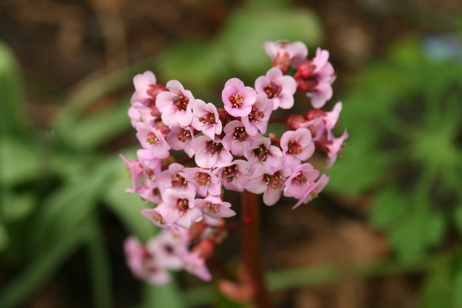 Hawaii Horticulture Hedges In Hawaii S Landscapes Part 2