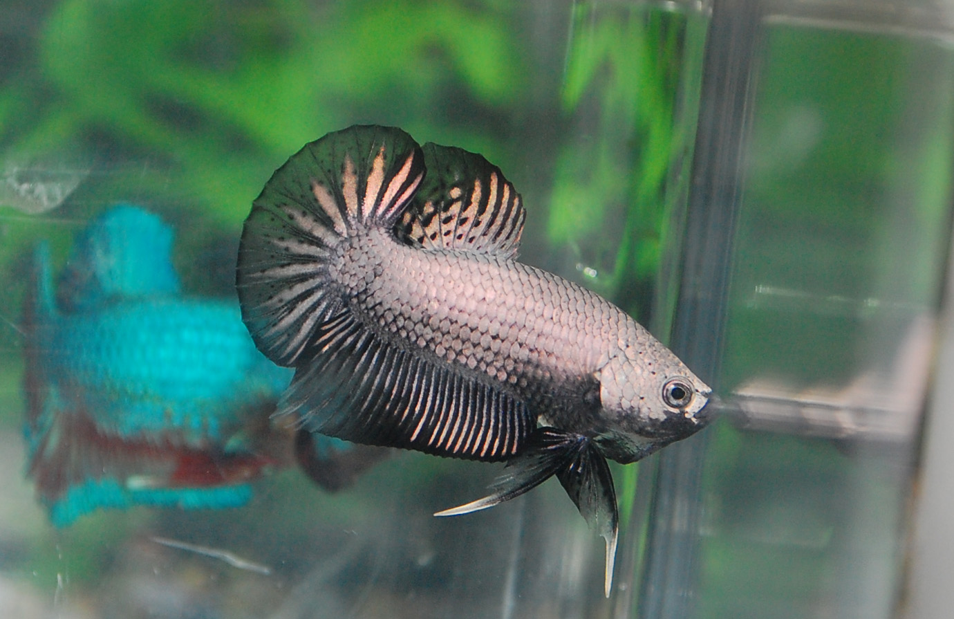 Betta Fish Afira Betta HMPK 27 April Black Dragon ( ALL SOLD OUT)