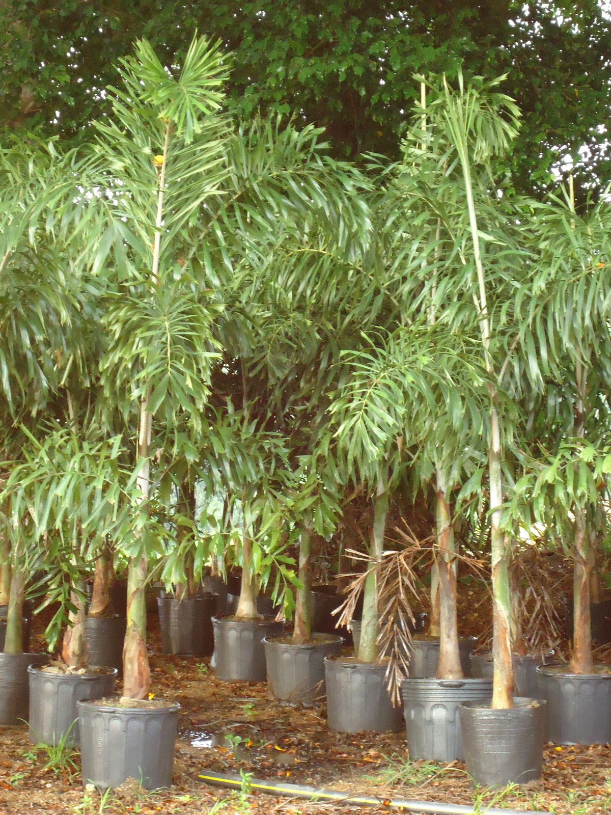 Trettel&rsquo;s Paisagismo: Palmeira-Rabo-de-Raposa