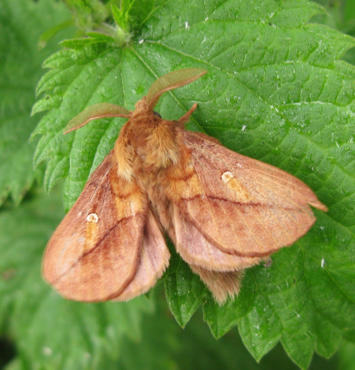 drinker moth