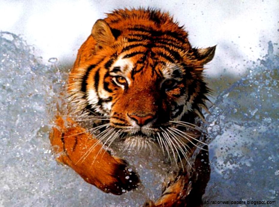 Hd Tiger Wallpapers For Desktop Onlybackground Hd Tiger Wallpapers For Desktop Onlybackground